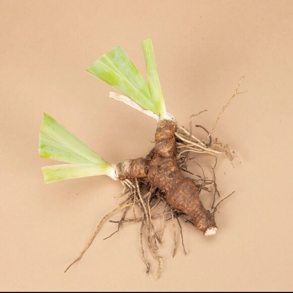 NEW & SEALED: Plantgem Iris Roots - Blue & White - Picture 2 of 6